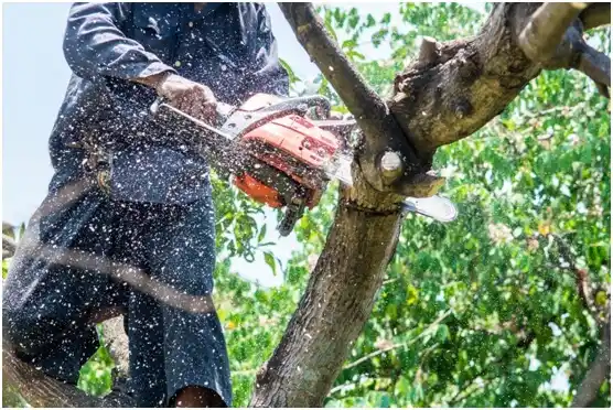 tree services Kaufman